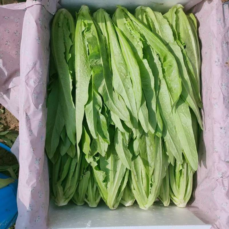 精品油麦菜，各种蔬菜都有，需要的老板前来采购