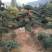 盆景罗汉松，矮桩罗汉松，矮桩盆景，室内盆景罗汉松