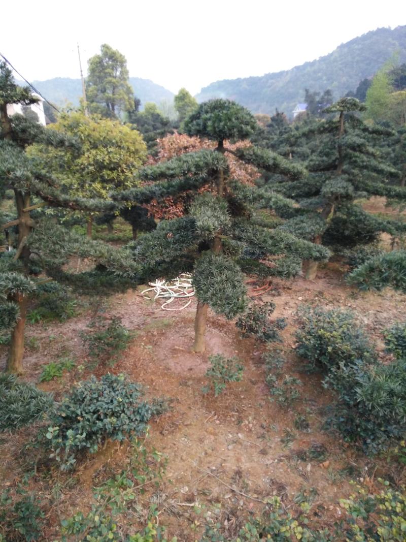盆景罗汉松，矮桩罗汉松，矮桩盆景，室内盆景罗汉松