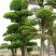 盆景罗汉松，矮桩罗汉松，矮桩盆景，室内盆景罗汉松