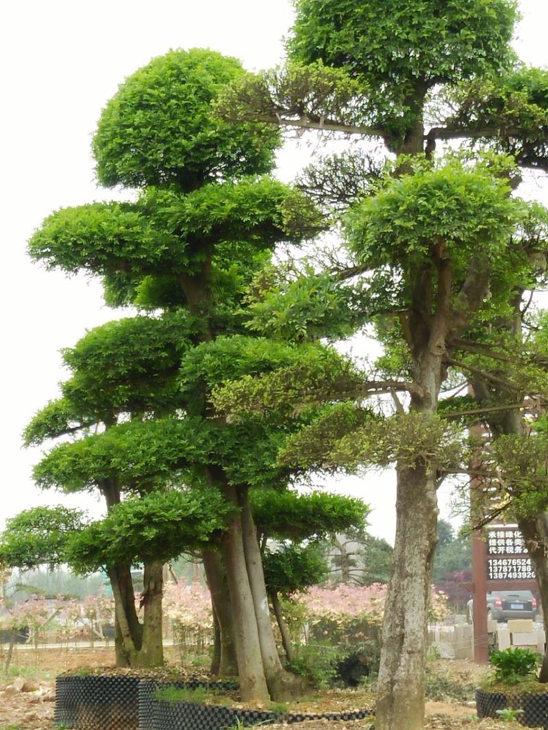 盆景罗汉松，矮桩罗汉松，矮桩盆景，室内盆景罗汉松