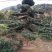 盆景罗汉松，矮桩罗汉松，矮桩盆景，室内盆景罗汉松