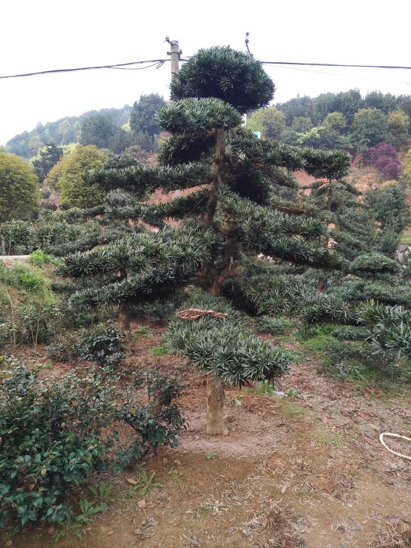 盆景罗汉松，矮桩罗汉松，矮桩盆景，室内盆景罗汉松