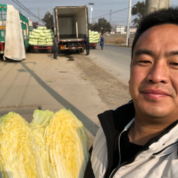 【推荐】江苏黄心大白菜，大量供应，批发市场，超市.