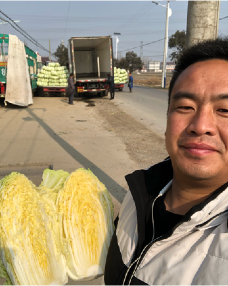 【推荐】江苏黄心大白菜，大量供应，批发市场，超市.