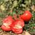 硬粉西红柿苗农家温室地栽番茄苗产地直发