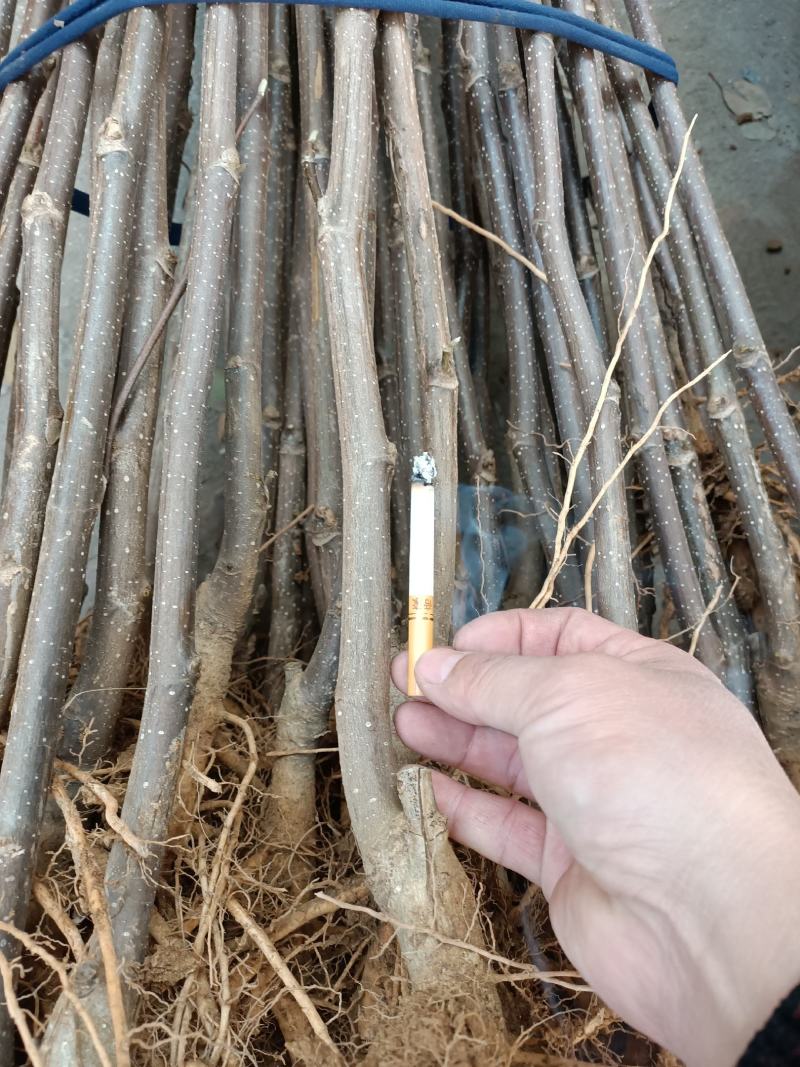 精品红玉兰苗，红白黄紫玉兰树苗，成活率高，红玉兰小苗