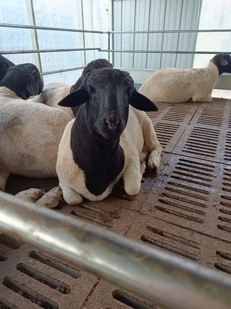 黑头杜泊羊种免费上门提供技术指导，全国发货支持视频看货