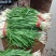 二刀韭菜大量上市。有意者来电。