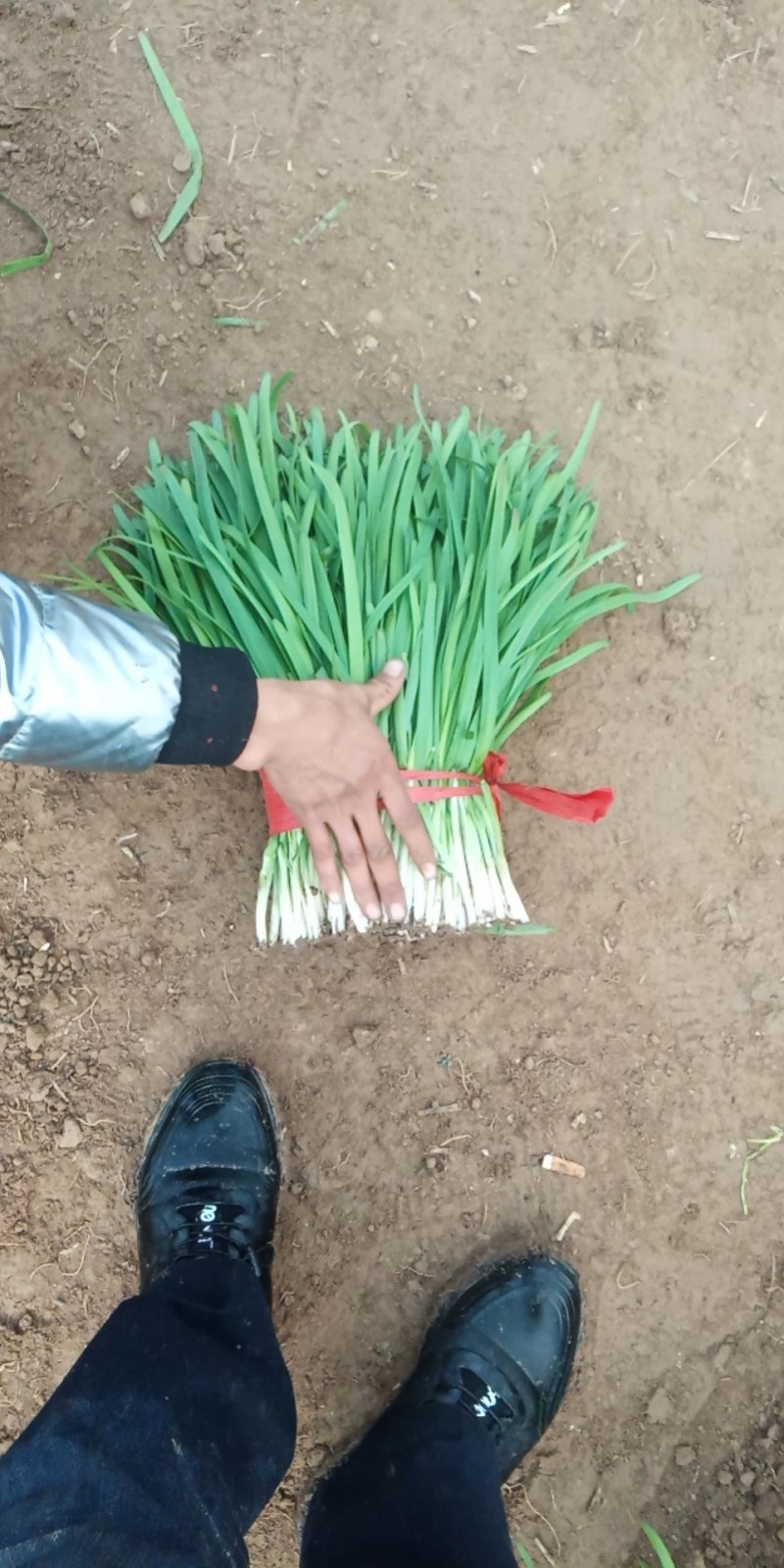 二刀韭菜大量上市。有意者来电。