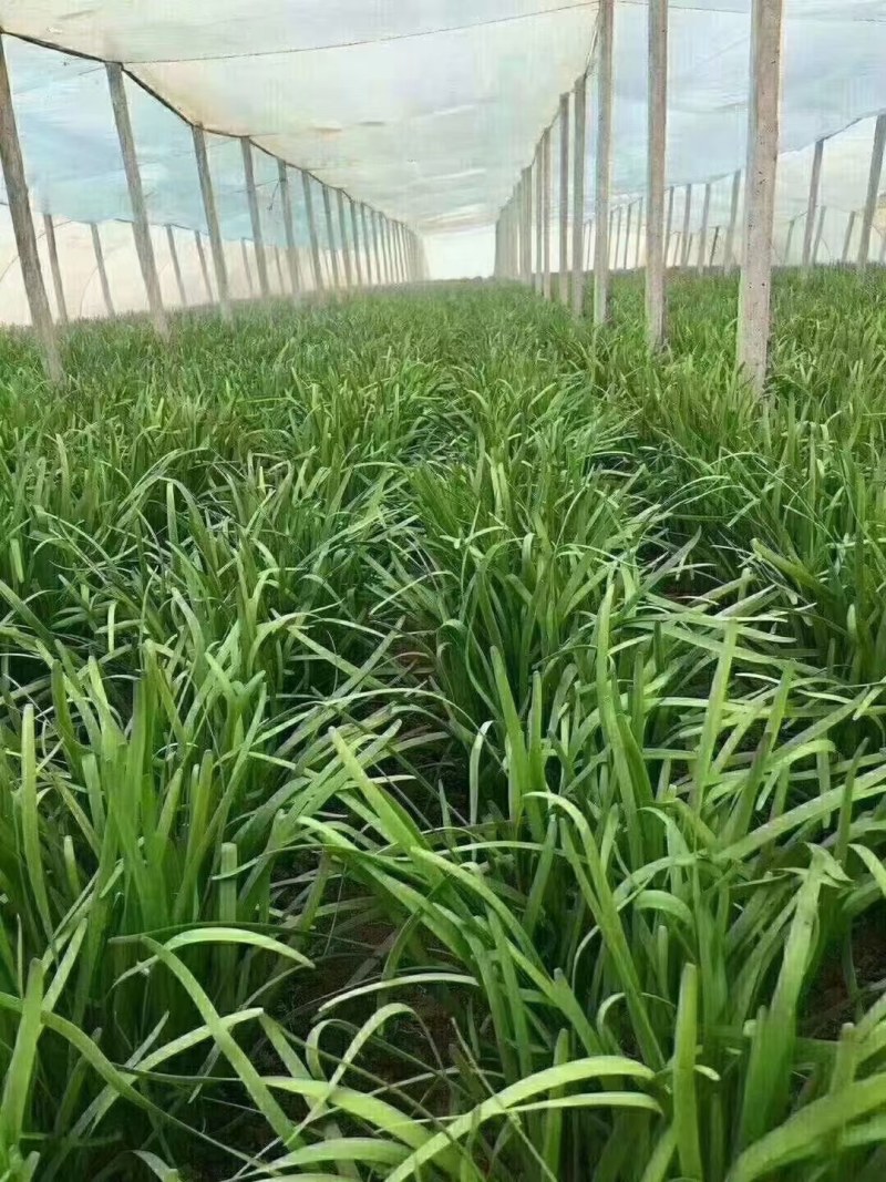 二刀韭菜大量上市。有意者来电。