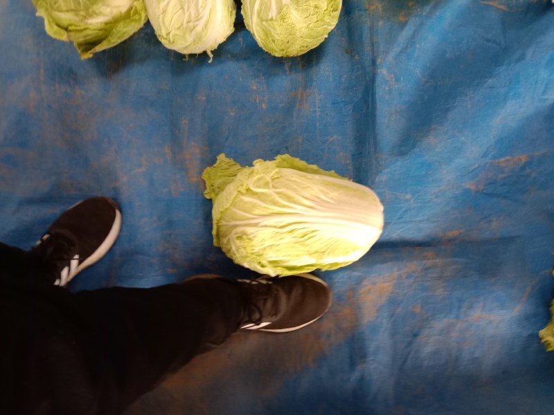 市场货，长白菜黄心菜，大量现货长期供应