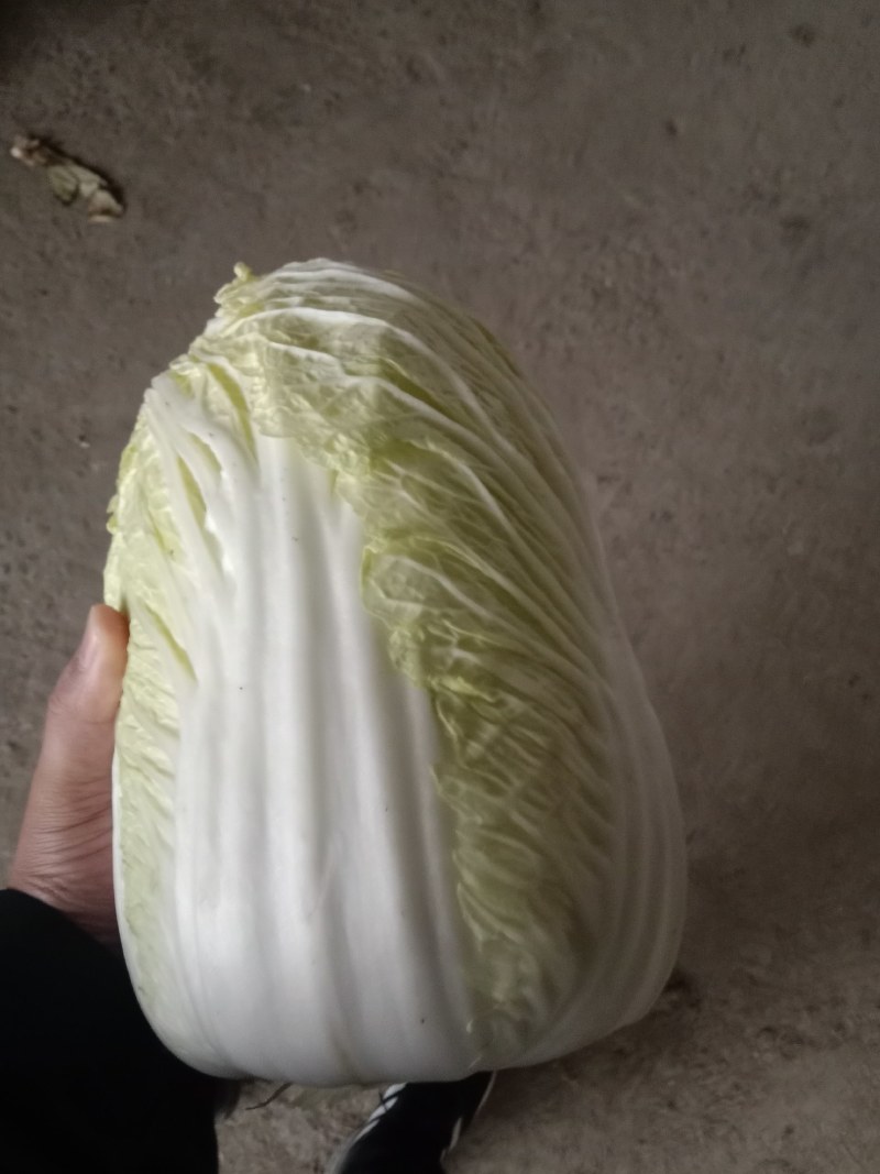 市场货，长白菜黄心菜，大量现货长期供应
