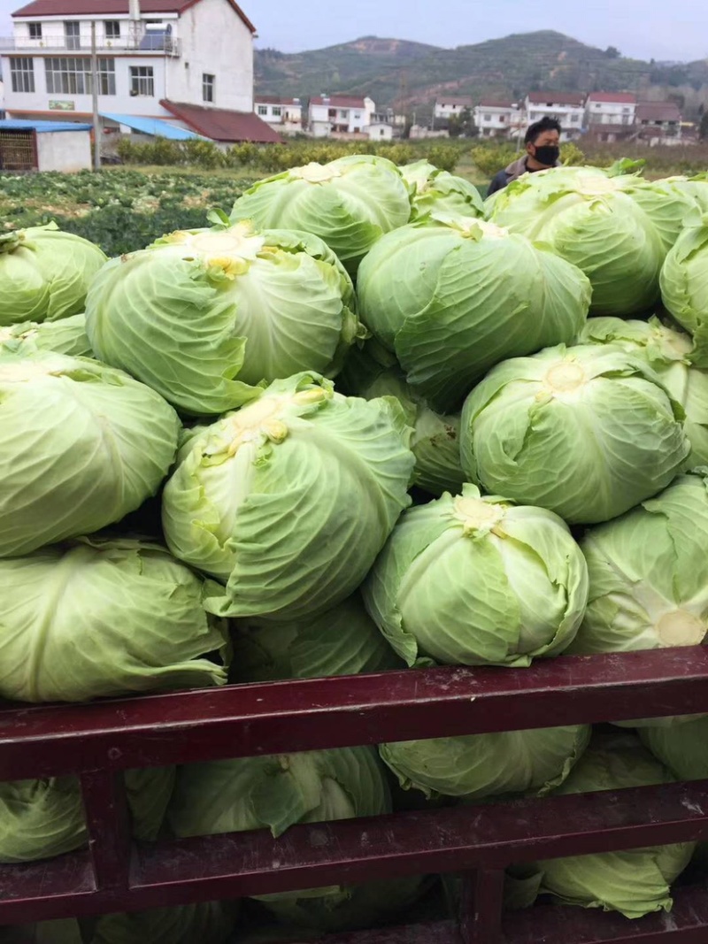 新鲜包菜，质量好，货源丰富，欢迎各位前来选购