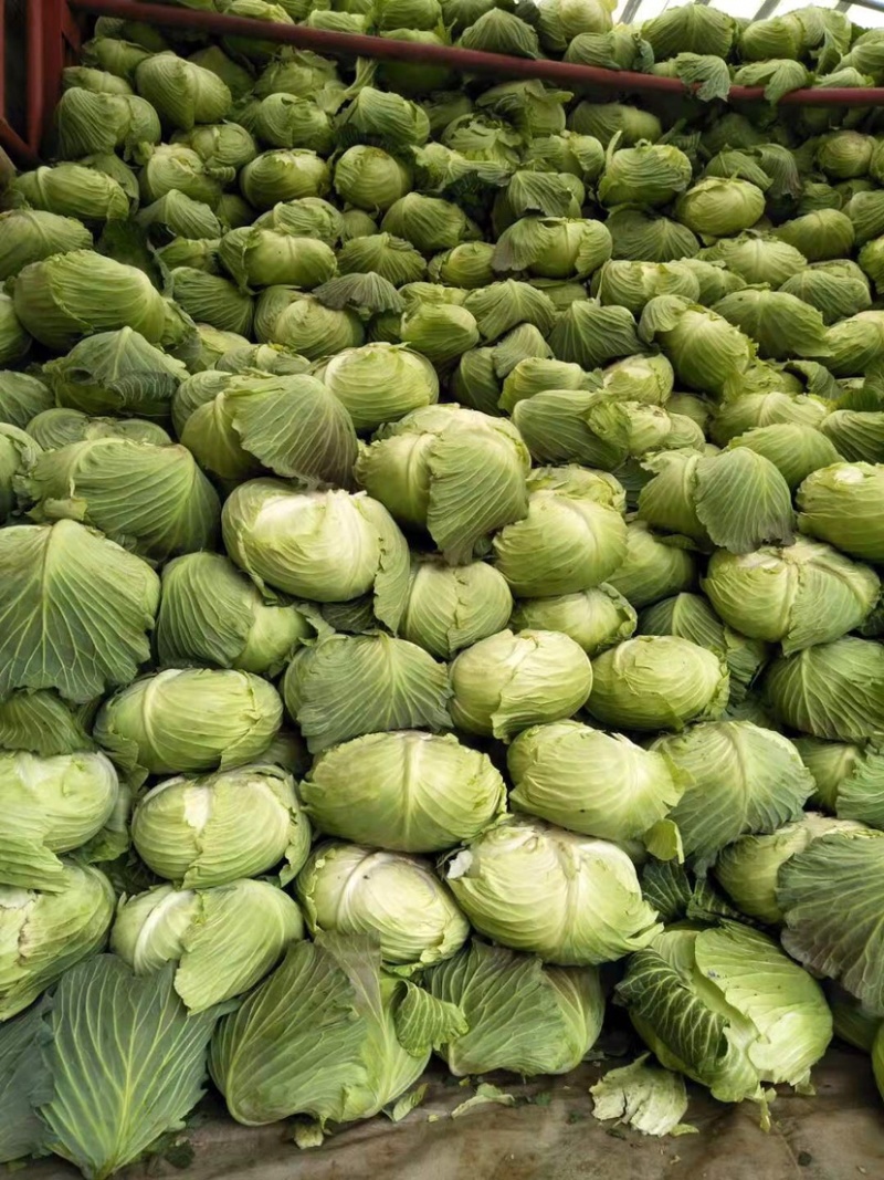 新鲜包菜，质量好，货源丰富，欢迎各位前来选购