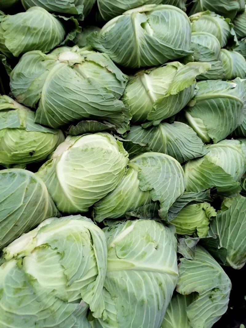 新鲜包菜，质量好，货源丰富，欢迎各位前来选购