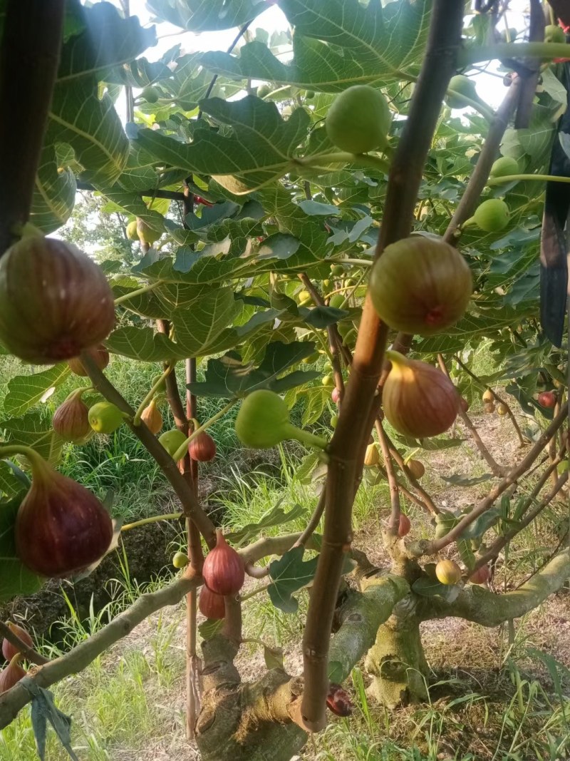 无花果成都云南广州全年供应超市批发市场电商社区团购美团优