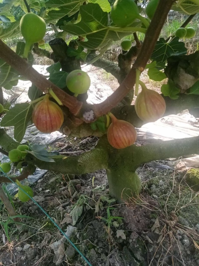 无花果成都云南广州全年供应超市批发市场电商社区团购美团优