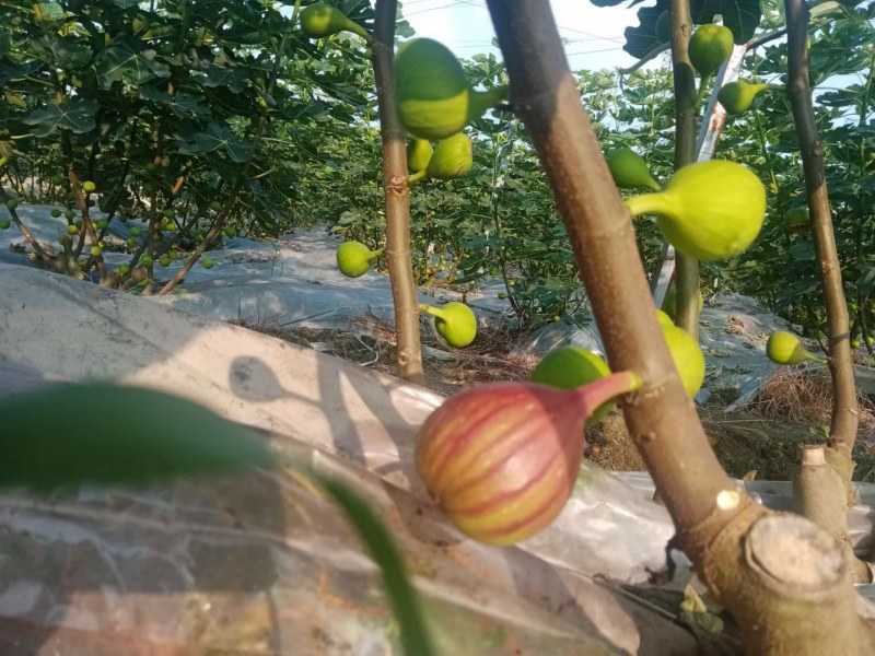 无花果成都云南广州全年供应超市批发市场电商社区团购美团优