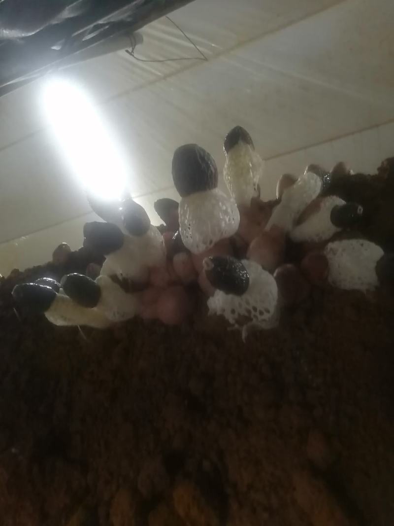 红托竹荪鲜货，长期稳定有货，欢迎全国各地的朋友砸单。
