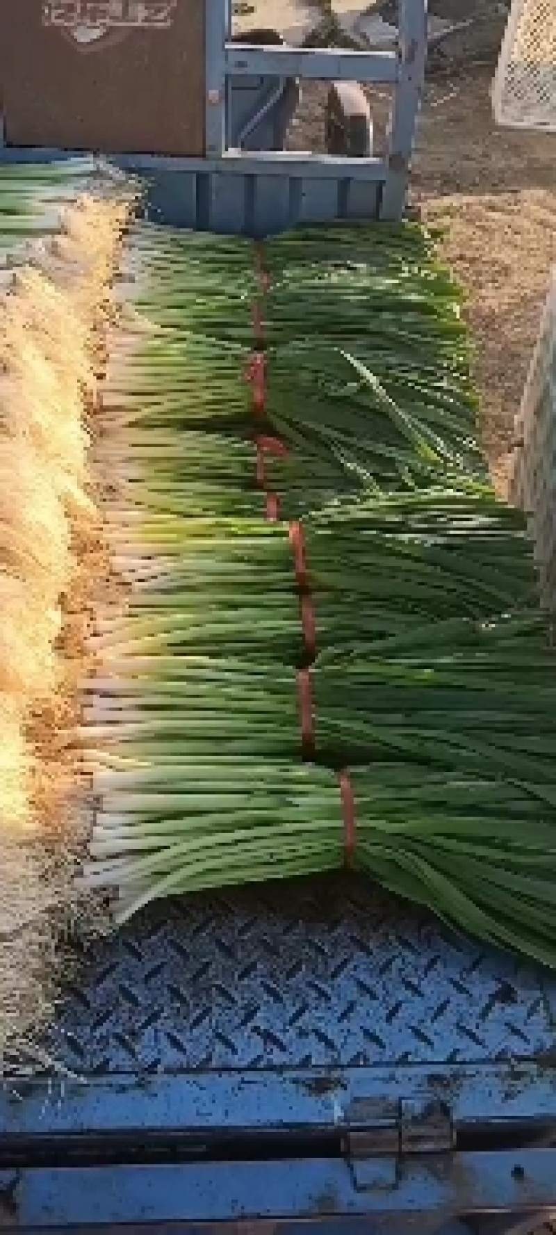 蒜苗白根蒜苗精品水洗蒜苗包扎蒜苗供应商场超市