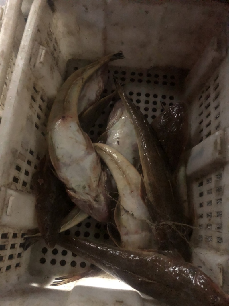 鲜品辫子鱼，牛尾鱼，全规格，一手货，码头直供。