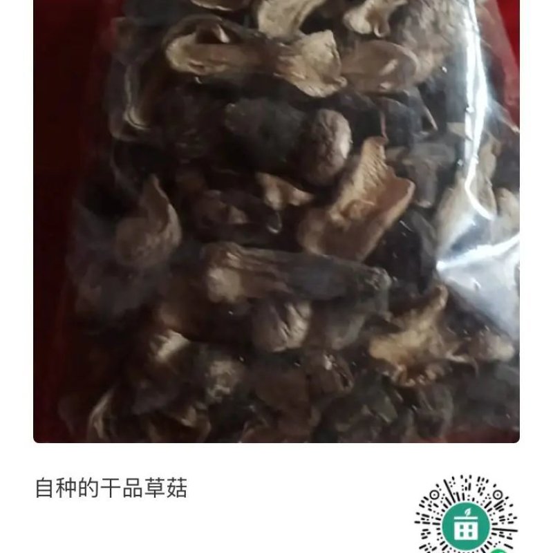 自种干草菇，质优价廉