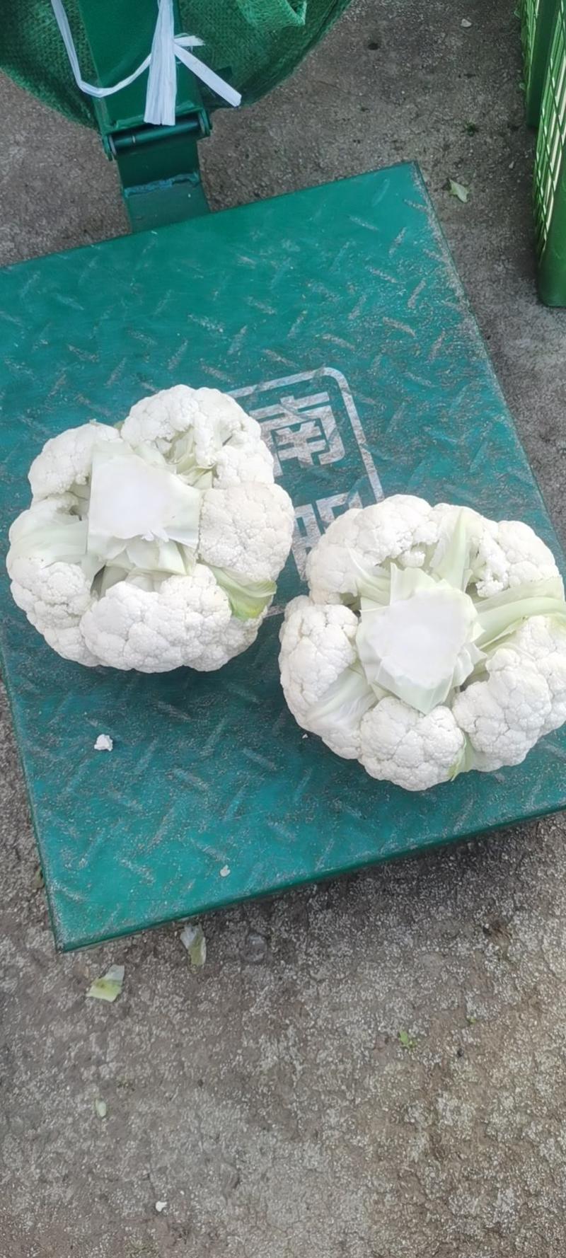 白花菜，新鲜优质白花，乳白小颗粒，产地直销，一手货源