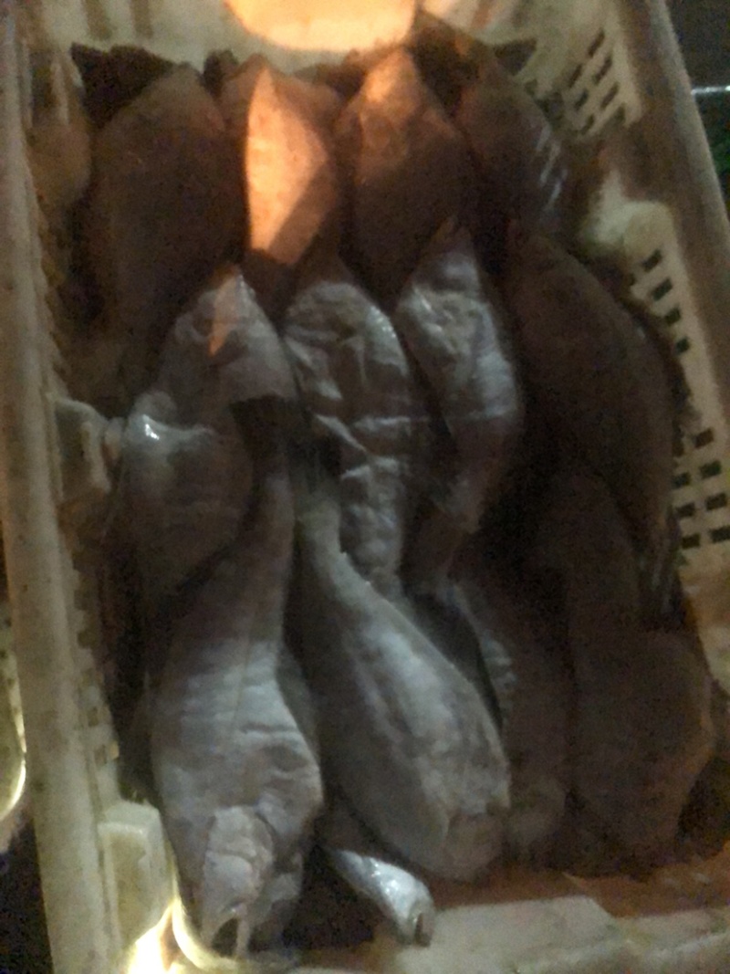 底拖冰鲜偏口鱼，全规格，一手货源。支持全国发货