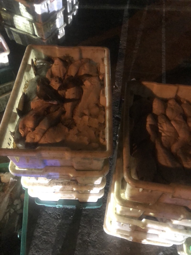 底拖冰鲜偏口鱼，全规格，一手货源。支持全国发货