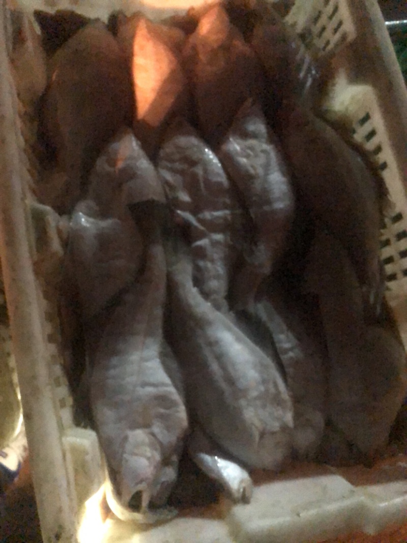 底拖冰鲜偏口鱼，全规格，一手货源。支持全国发货