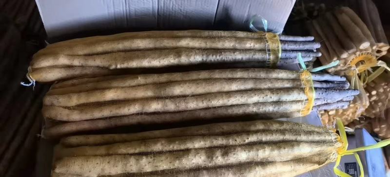 河北山药小白嘴白山药一手货源视频看货以质论价