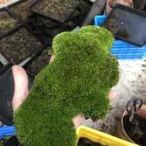 野生鲜活朵朵藓苔藓微景观生态青苔假山盆景铺面盆栽DIY