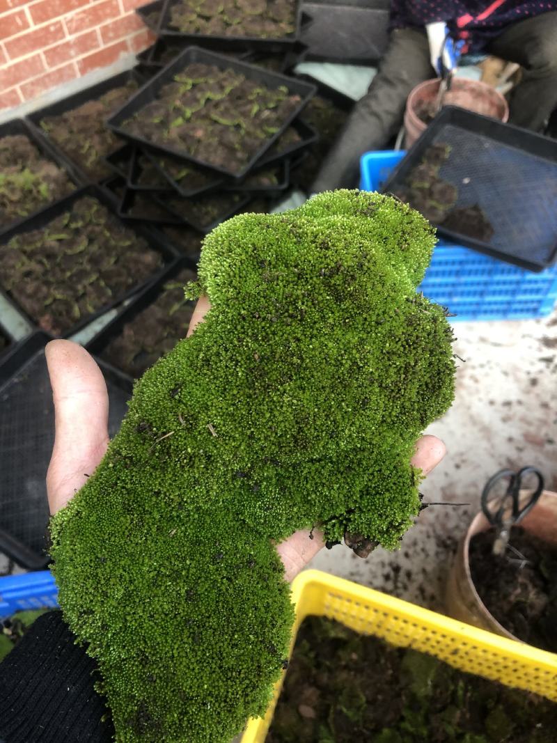 野生鲜活朵朵藓苔藓微景观生态青苔假山盆景铺面盆栽DIY