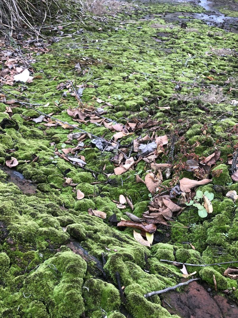 野生鲜活朵朵藓苔藓微景观生态青苔假山盆景铺面盆栽DIY