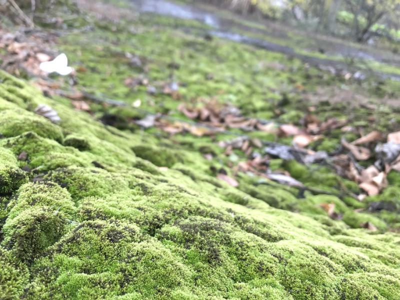 野生鲜活朵朵藓苔藓微景观生态青苔假山盆景铺面盆栽DIY