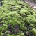 野生鲜活朵朵藓苔藓微景观生态青苔假山盆景铺面盆栽DIY