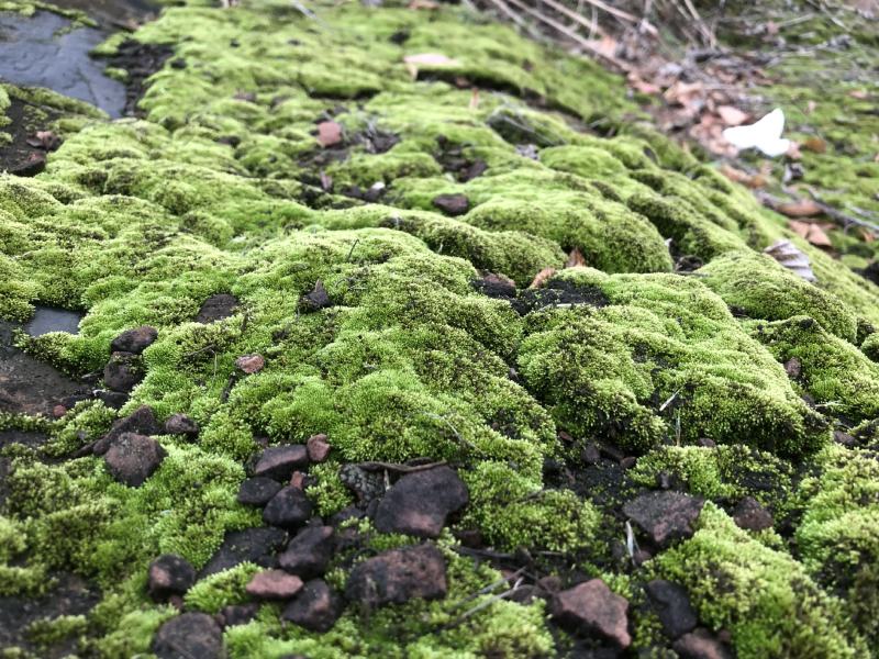 野生鲜活朵朵藓苔藓微景观生态青苔假山盆景铺面盆栽DIY