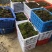 野生鲜活朵朵藓苔藓微景观生态青苔假山盆景铺面盆栽DIY