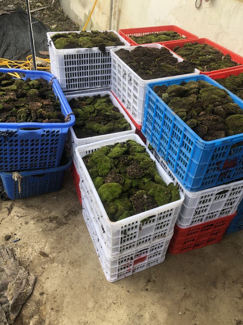 野生鲜活朵朵藓苔藓微景观生态青苔假山盆景铺面盆栽DIY