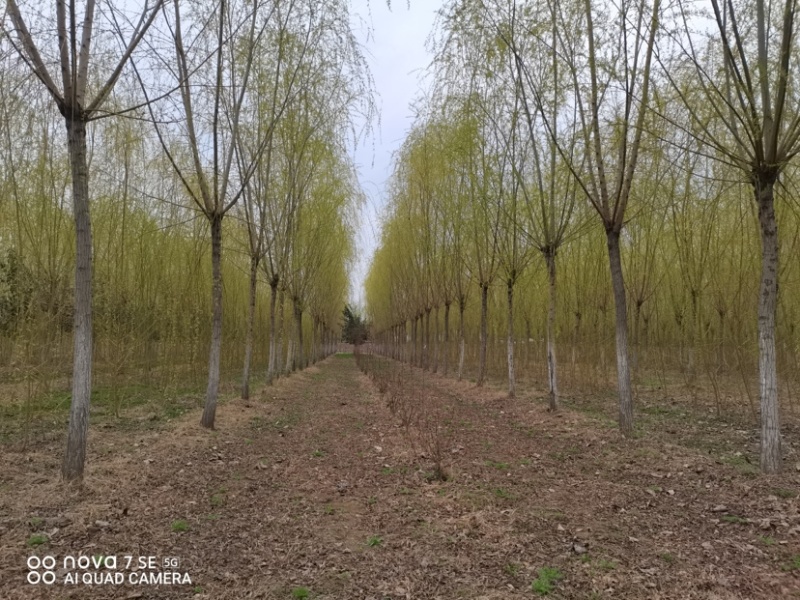 江苏丰县垂柳，竹柳，直柳2~15公分大量出售，货源充足