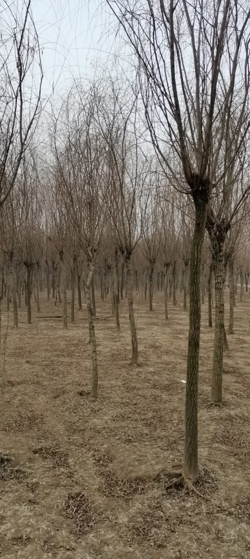 江苏丰县垂柳，竹柳，直柳2~15公分大量出售，货源充足