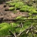野生鲜活朵朵藓苔藓微景观生态青苔假山盆景铺面盆栽DIY
