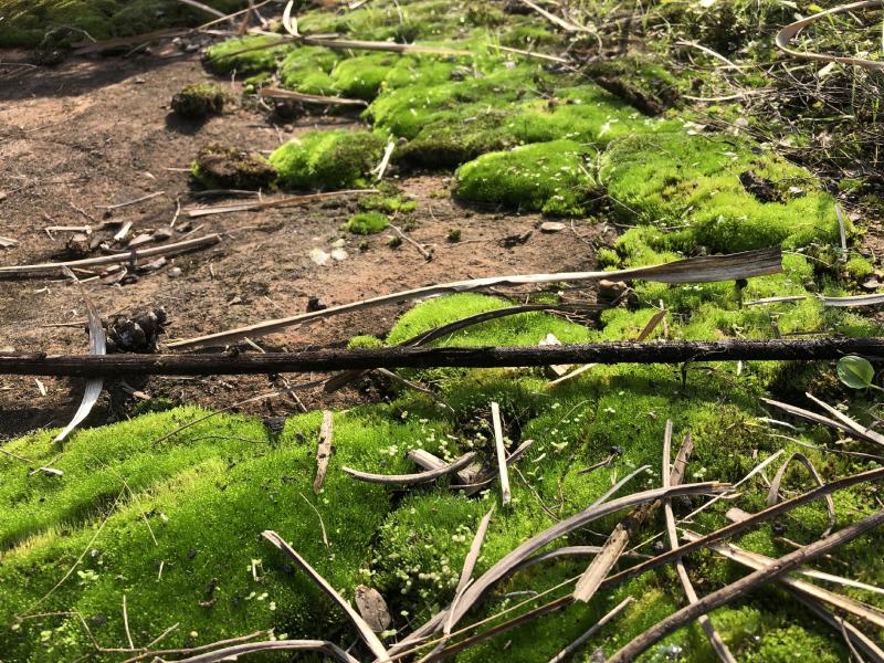 野生鲜活朵朵藓苔藓微景观生态青苔假山盆景铺面盆栽DIY