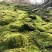 野生鲜活朵朵藓苔藓微景观生态青苔假山盆景铺面盆栽DIY