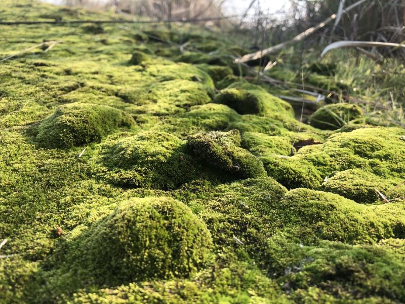 野生鲜活朵朵藓苔藓微景观生态青苔假山盆景铺面盆栽DIY