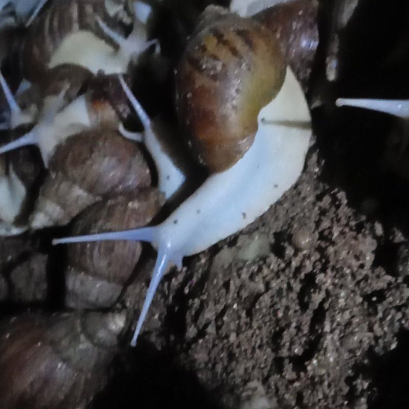 白玉蜗牛基地养殖活体全国发货量大从优欢迎联系