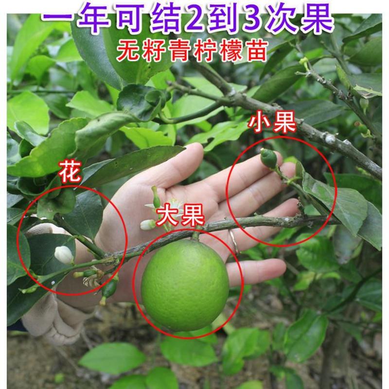 柠檬苗台湾无籽青柠檬苗四季青柠檬苗南北方种植