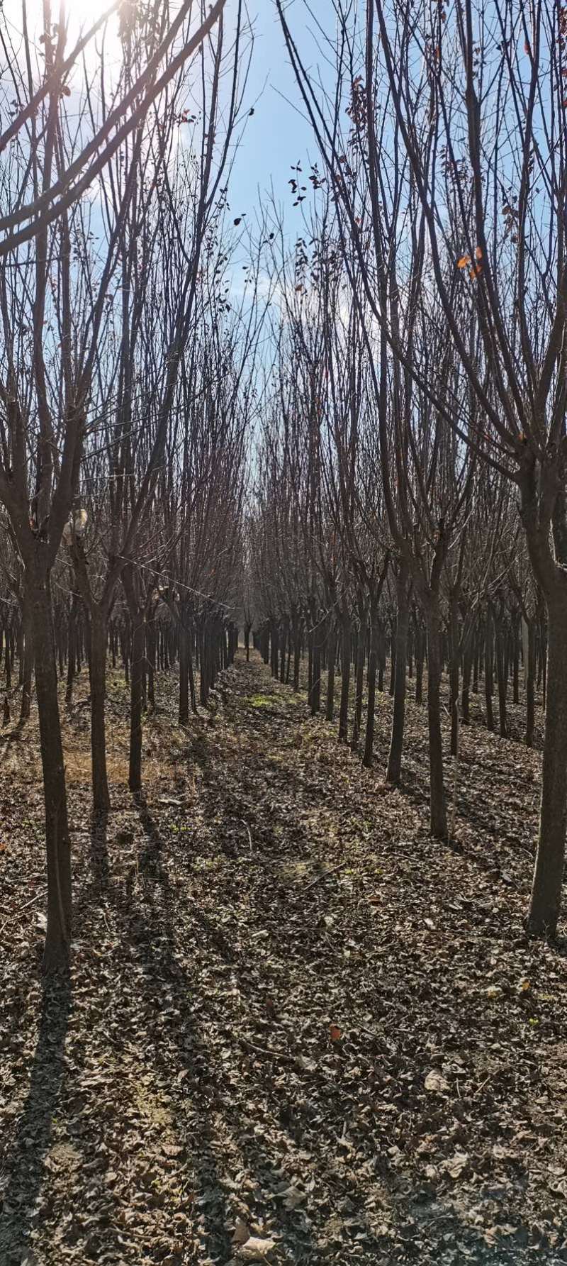 6～12公分紫叶李红叶李大量出售，裸根土球均可，货源充足