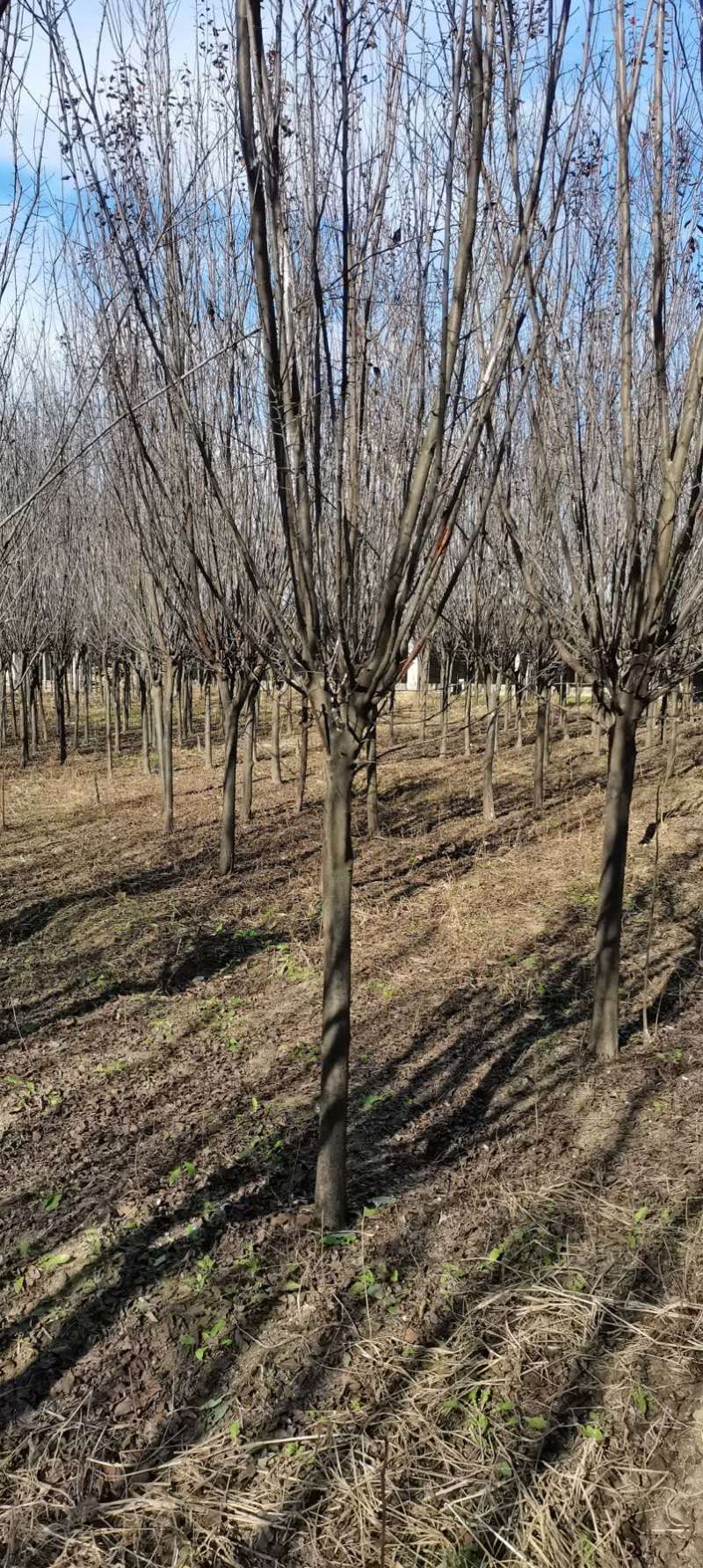 6～12公分紫叶李红叶李大量出售，裸根土球均可，货源充足